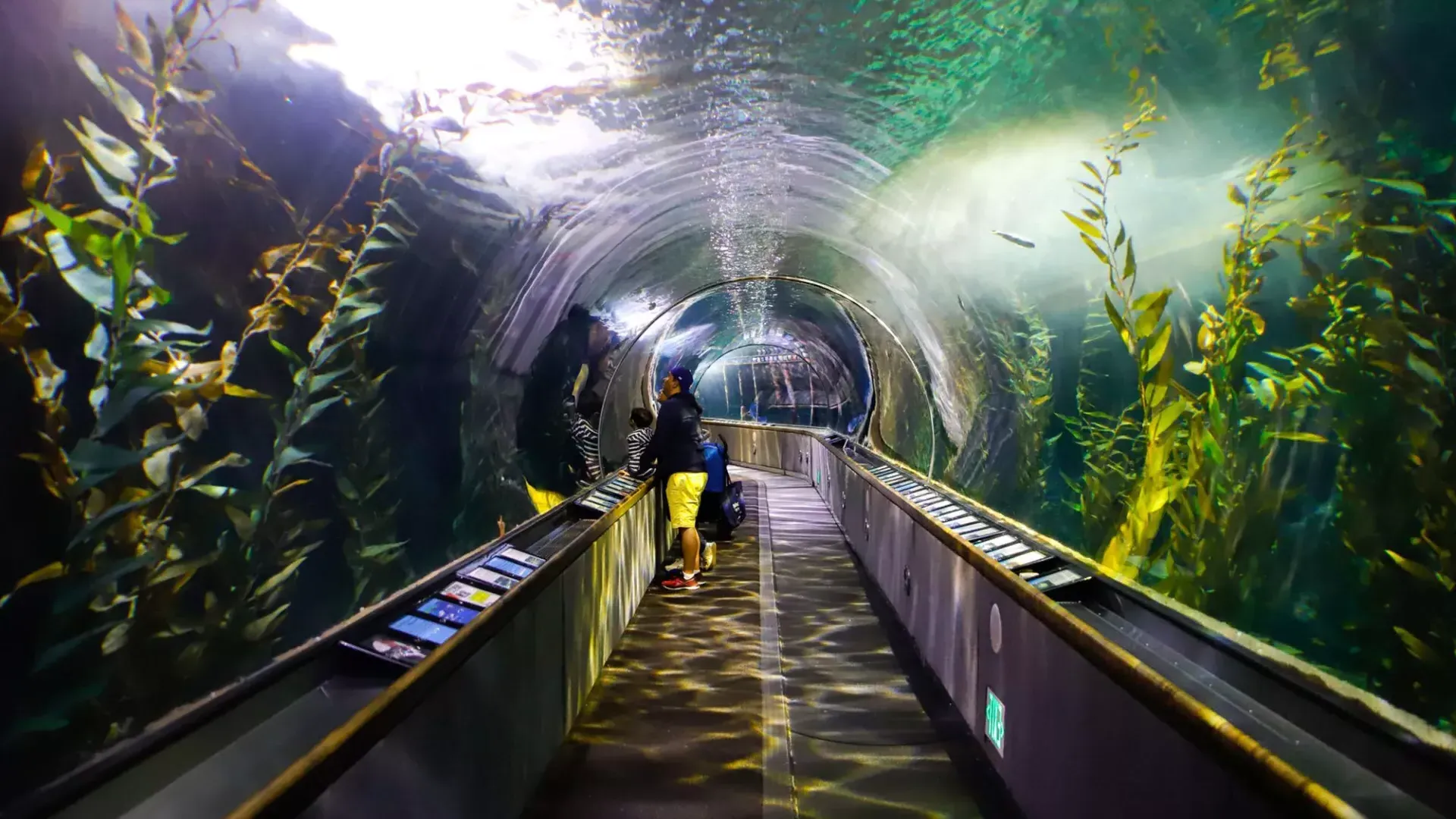 Una familia observa la vida marina dentro de un túnel en el Acuario de la Bahía